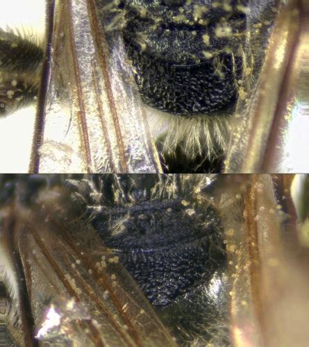 Lasioglossum pallens